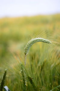 plant