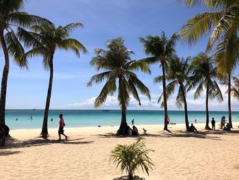 Palm trees on beach against sky