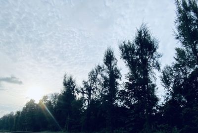 Low angle view of sunlight streaming through trees in forest