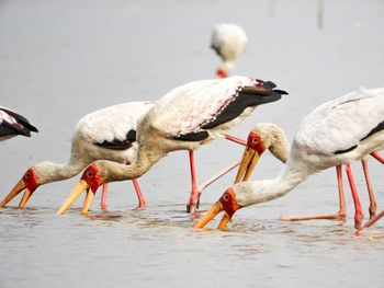 Birds at lake manyara