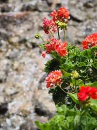 Close-up of red flowers blooming outdoors