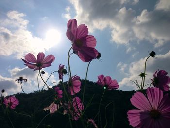 Low angle view of cosmos flowers against sky