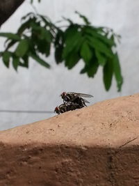 Close-up of insect perching on plant