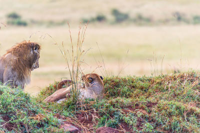 Wild animals on field