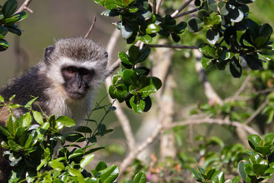 Portrait of monkey on tree