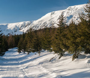 Trees on snow covered mountains against sky