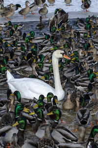 High angle view of birds in water