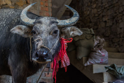 Close-up of a buffalo at farm