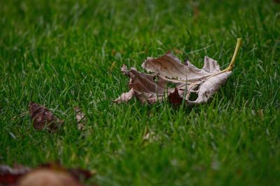 Close-up of grass