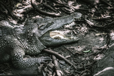 Close-up of crocodile in field