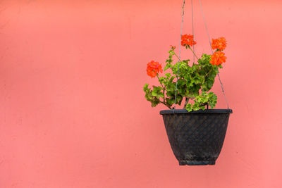 Close-up of potted plant against wall