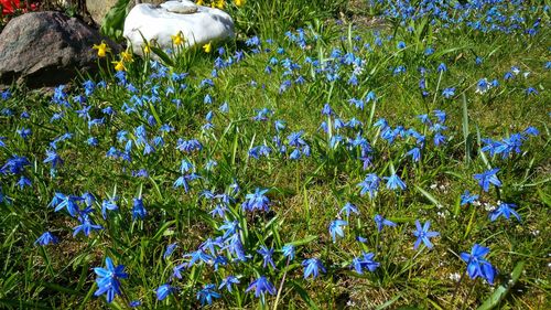 Close-up of purple flowers blooming in field