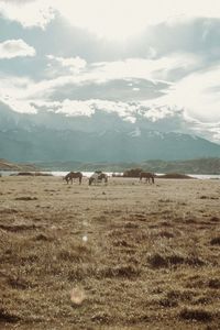 Sheep grazing in a field