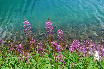 Close-up of purple flowering plants