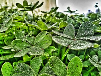 Close-up of wet plant leaves during rainy season