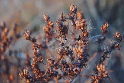 Close-up of dried plant on field during autumn