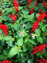 Close-up of red flowers blooming outdoors