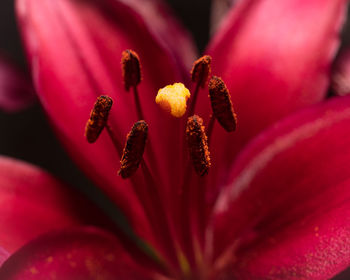 Close-up of red flowering plant