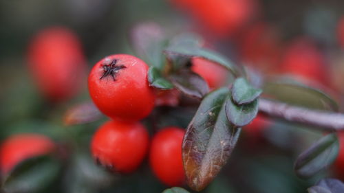 Close-up of red berries growing on plant