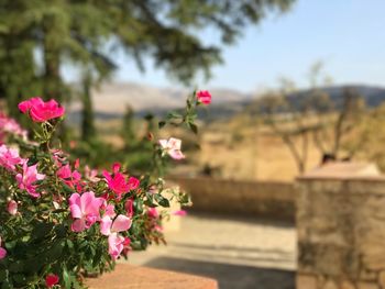 Close-up of pink flowering plant