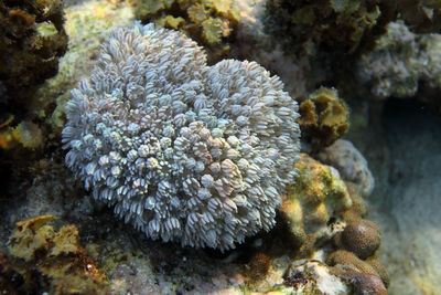 Close-up of coral in sea