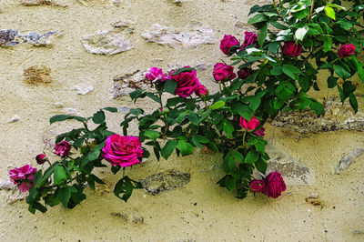 Close-up of pink roses on plant against wall