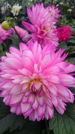 Close-up of pink flowers