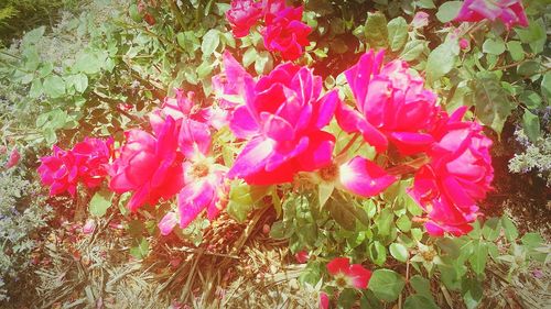 Close-up of pink flowers