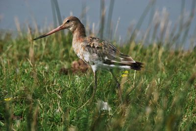 Close-up of bird on field