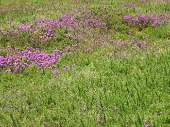 Fresh purple flowers in garden