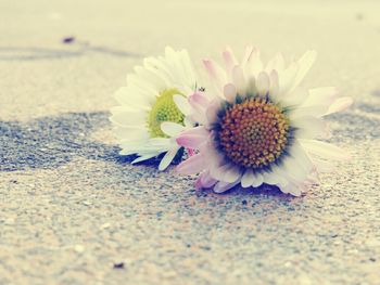 Close-up of flower blooming outdoors
