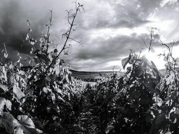 Plants against cloudy sky