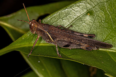 Close-up of grasshopper on leaf