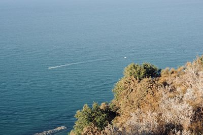 High angle view of trees by sea