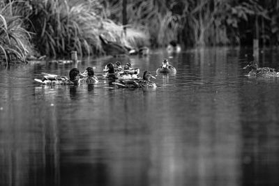 Ducks swimming in lake