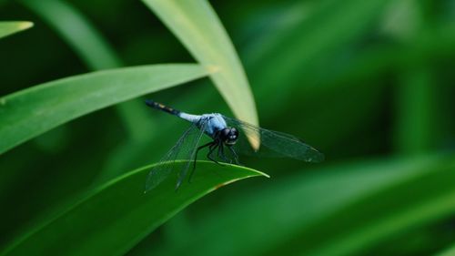 Close-up of damselfly on plant