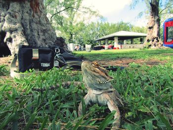 Trees growing in a park
