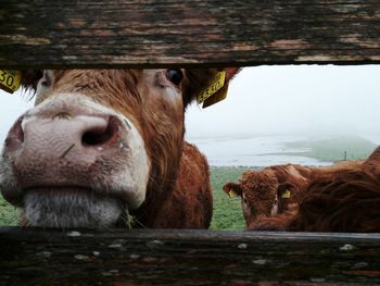 Close-up of cow in pen