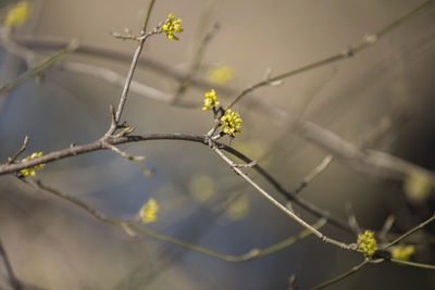 Close-up of plant against blurred background