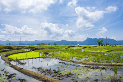 Scenic view of farm against sky