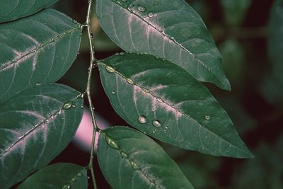 Close-up of green leaves