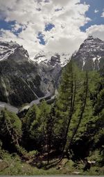 Scenic view of forest against sky