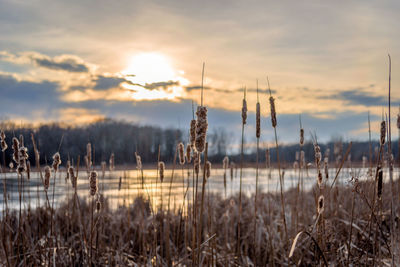 Close-up of cattails along lake in forest preserves at sunset