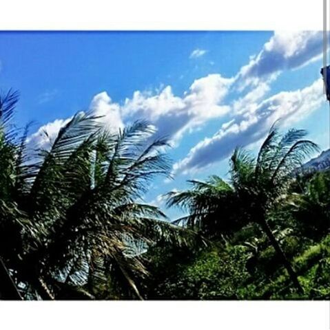 sky, palm tree, blue, growth, tree, low angle view, nature, beauty in nature, tranquility, cloud, cloud - sky, green color, tranquil scene, scenics, plant, day, sunlight, auto post production filter, transfer print, outdoors