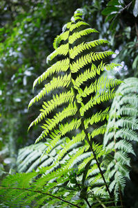 Close-up of leaves on plant