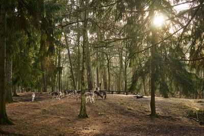 Trees on field in forest