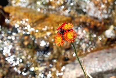 Close-up of wet orange flowering plant