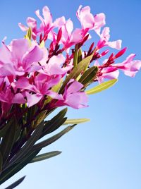 Low angle view of pink cherry blossoms against sky