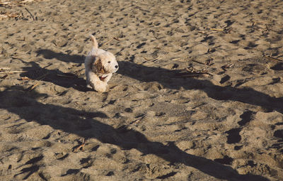 High angle of west highland white terrier on sand at beach