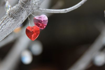 Close-up of red flowering plant